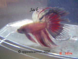 jack652.png