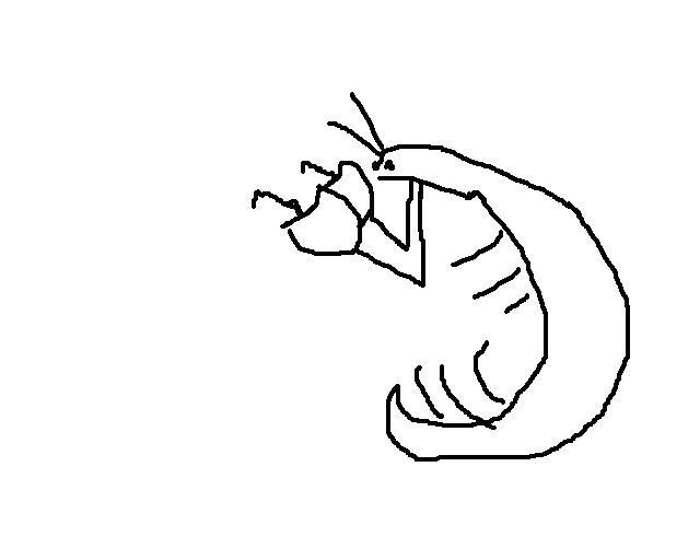 mantisdrawing.jpg