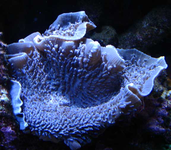 Oct2010Elephant.jpg