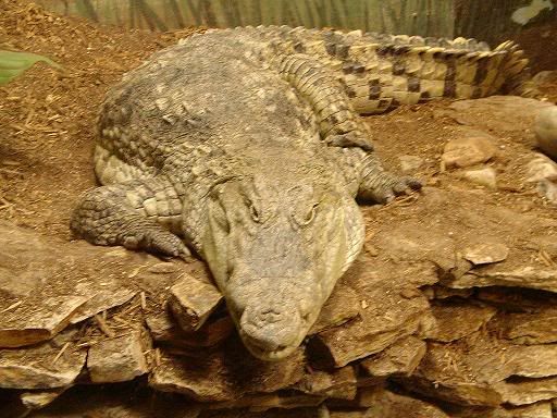 relayzoo028.jpg