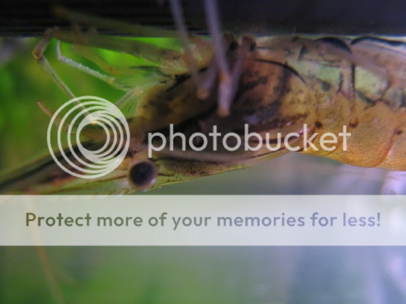 macro02b002.jpg
