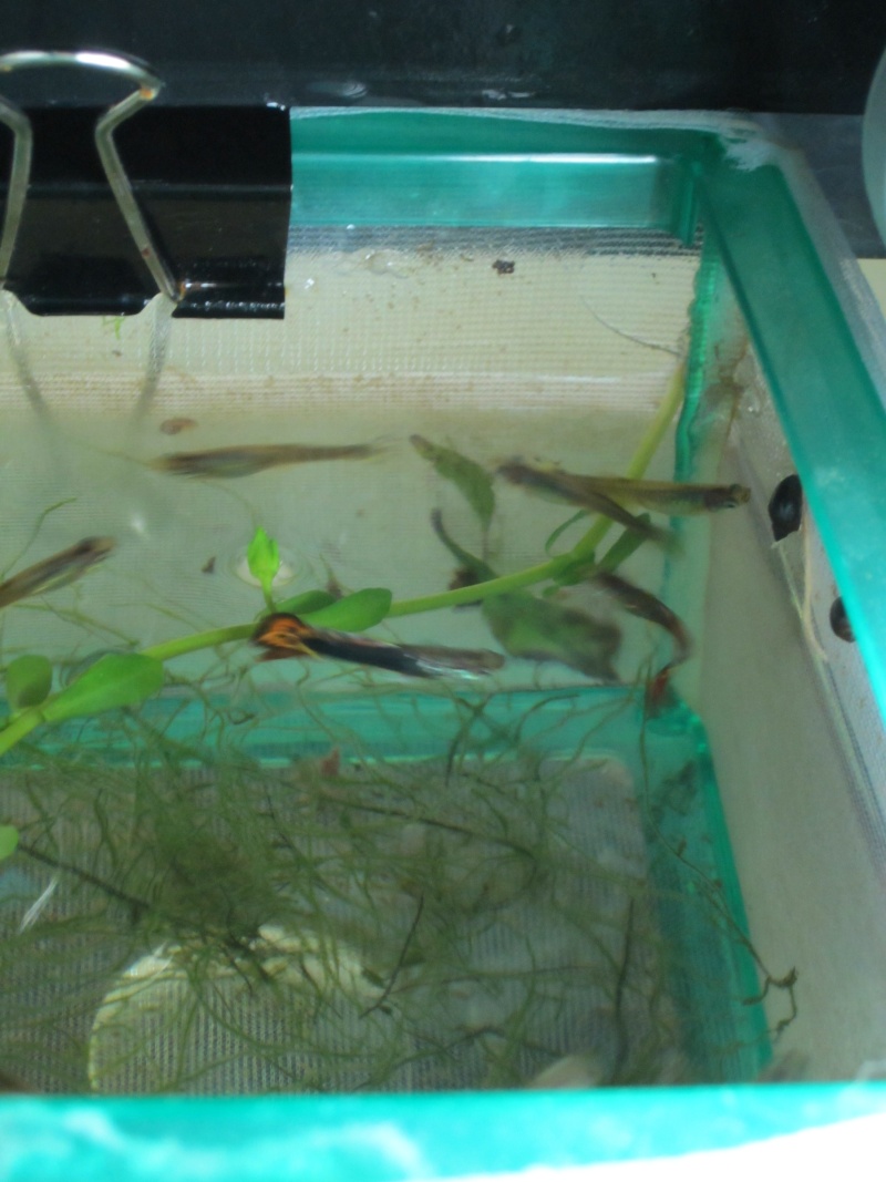 fishes17.jpg