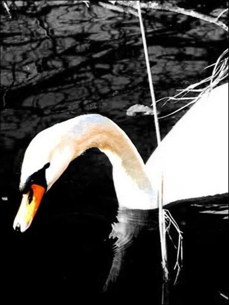 SwaneditMedium.jpg