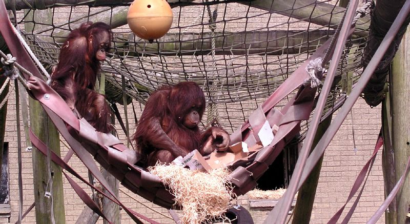orangutan.jpg