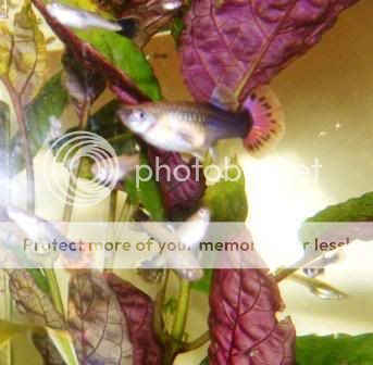 FemaleandAssortedbabyguppies.jpg