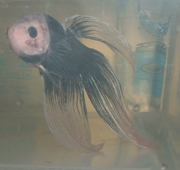 marblebetta1.jpg