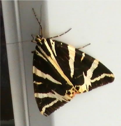 Jerseytigermoth4.jpg