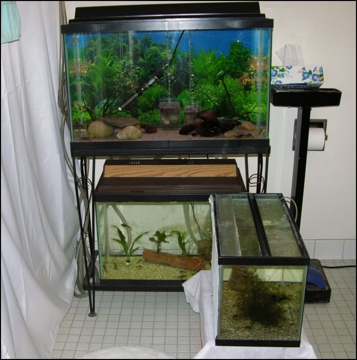 FishRoom5.jpg