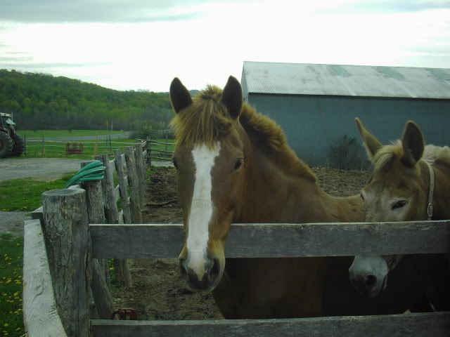 Horsies016.jpg