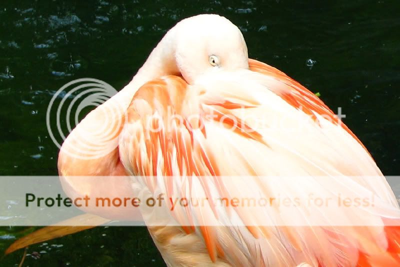 Flamingo2.jpg