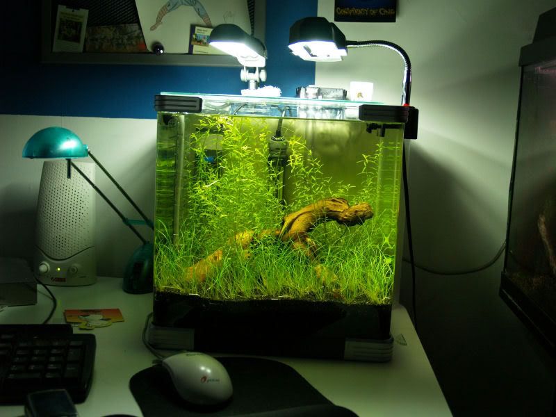 Fishcube41.jpg