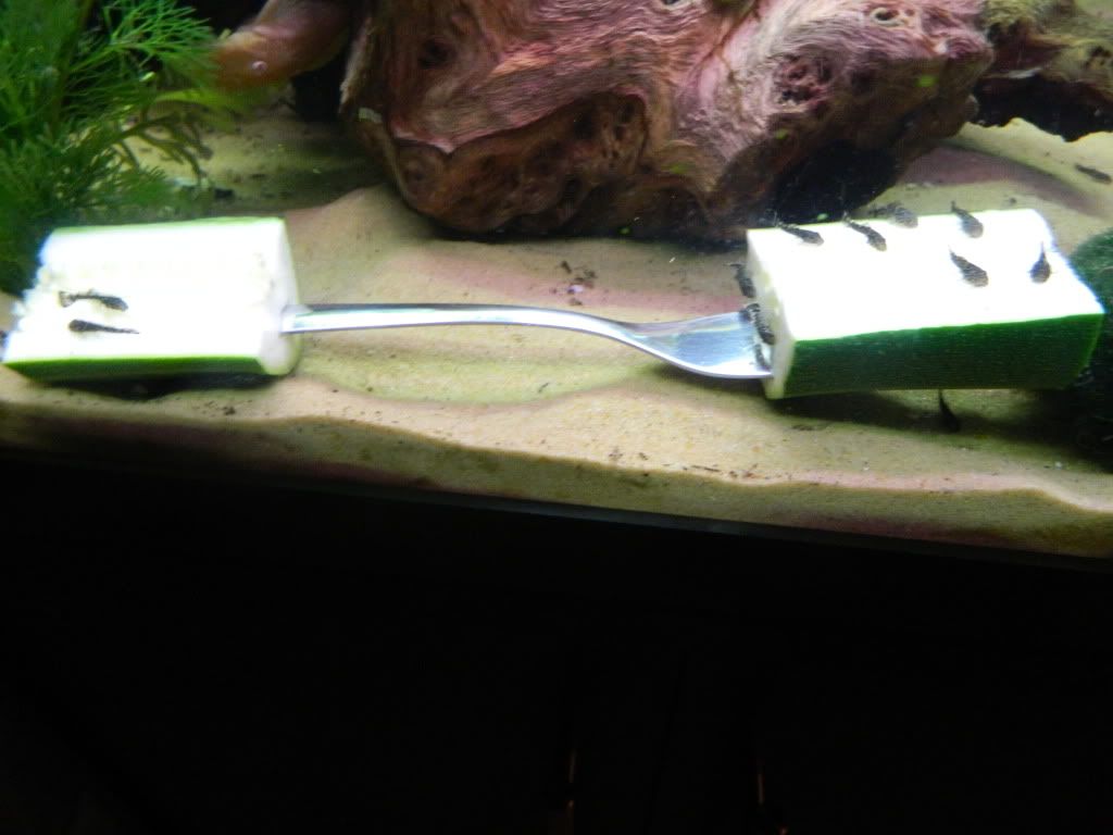 DSCN0606.jpg