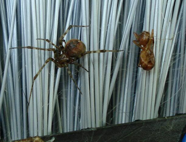 spider1.jpg