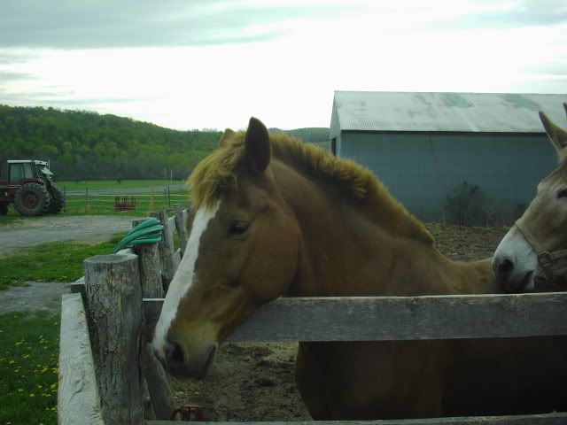 Horsies017.jpg
