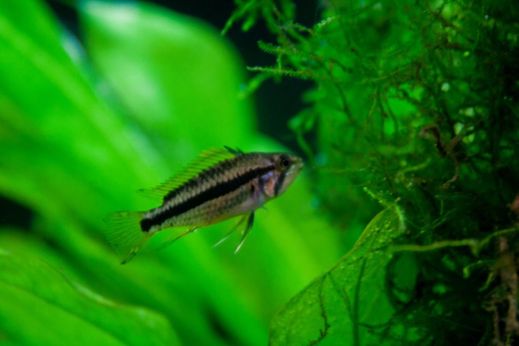 Fish-4.jpg