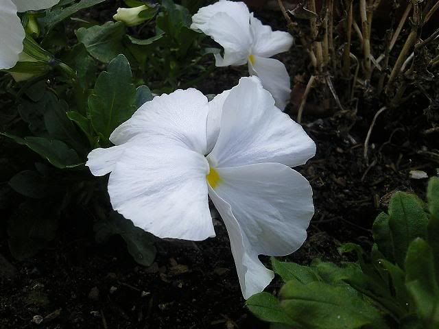 Photo1274.jpg