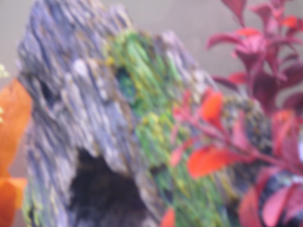 DSCI0015.jpg