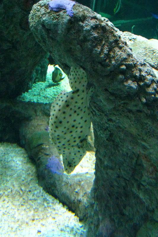 saltwater16.jpg