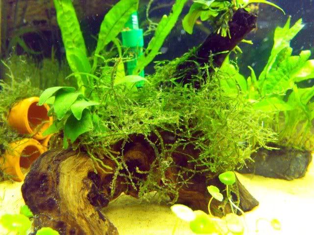 2010_0629118tank0007.jpg