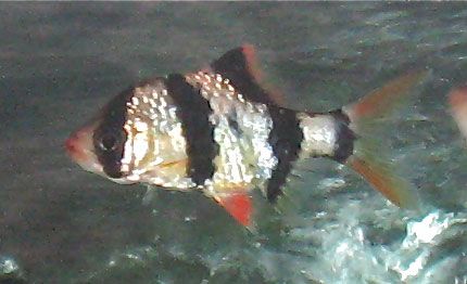TBsunken_zpsd11e6dc3.jpg