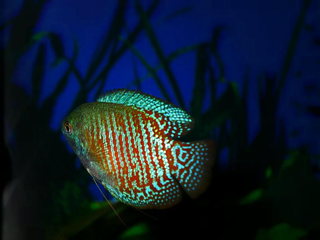 guarami_zps365fd000.jpg