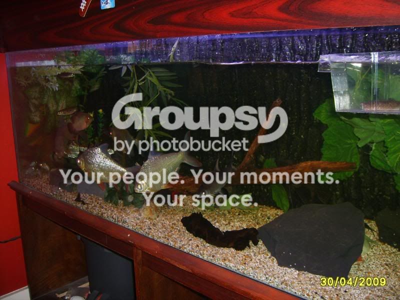 newoakwoodtanklook006.jpg