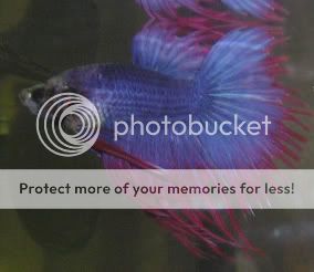 betta3.jpg