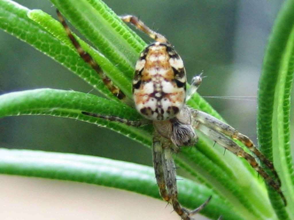 spiders-035web.jpg