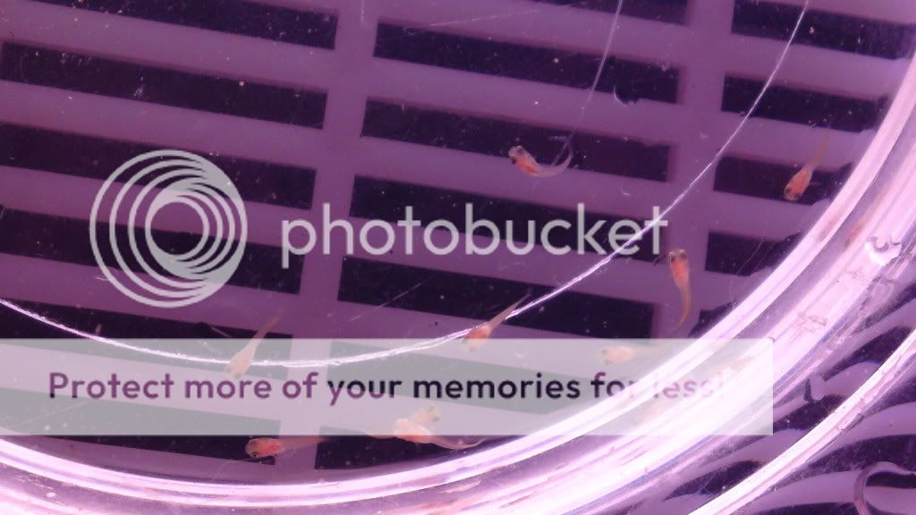 picn016.jpg