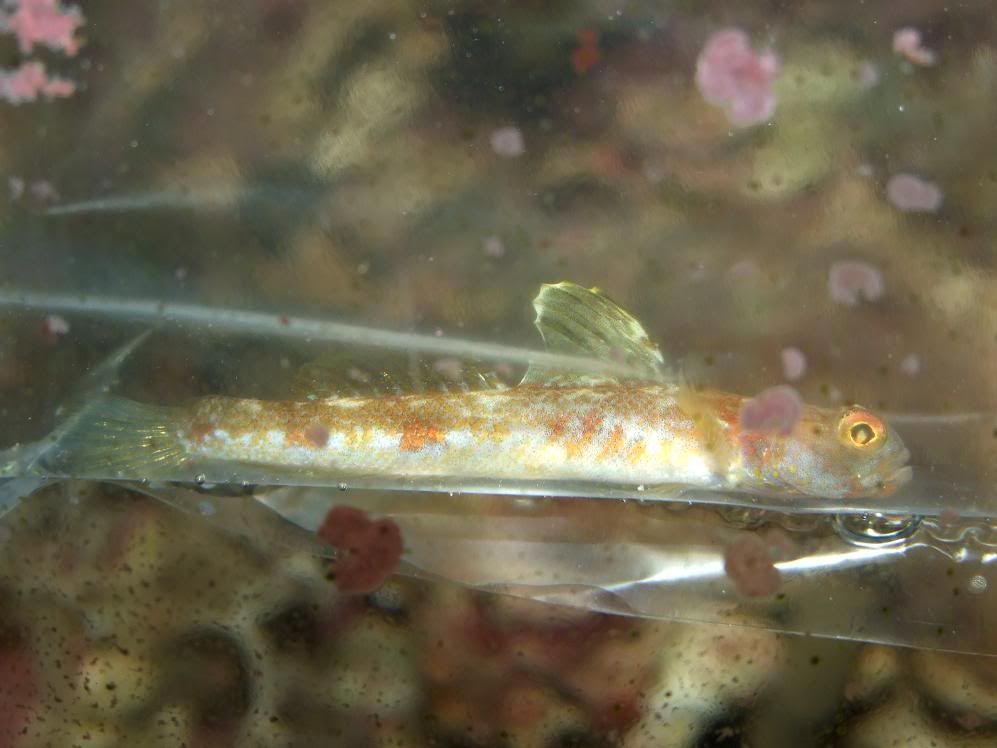 MobytheGoby538.jpg