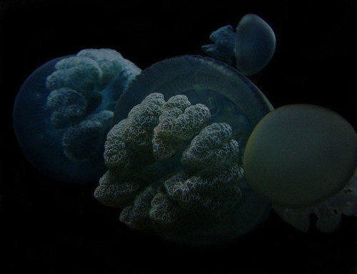 2117877865_59fd14842c.jpg