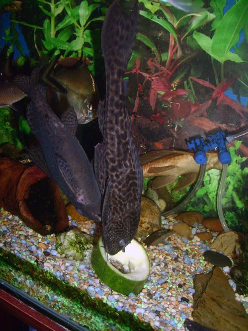 plecosynos.jpg