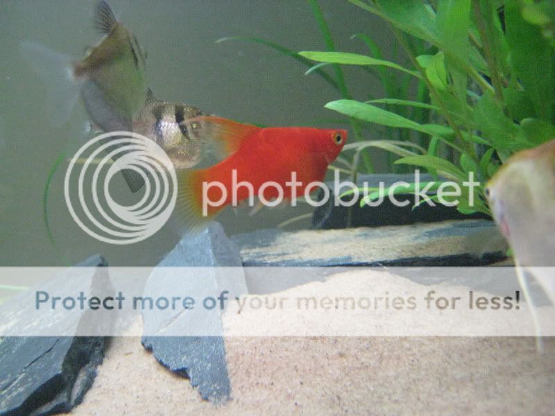 fish004-1.jpg