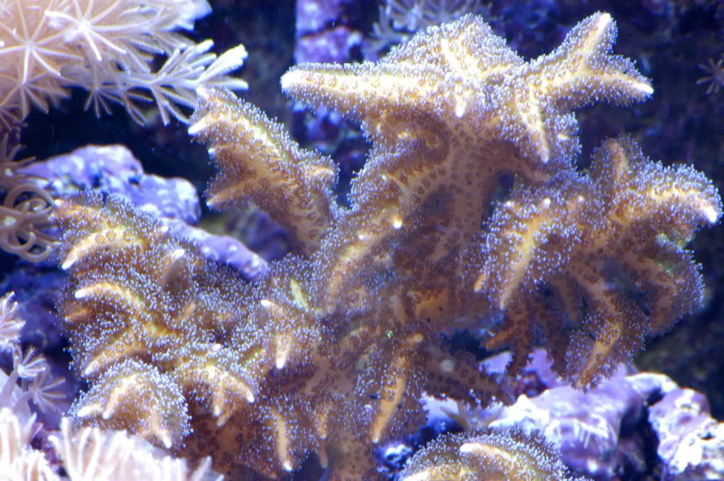 Staghorn.jpg
