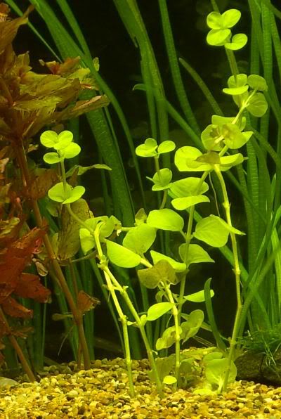 Plant.jpg