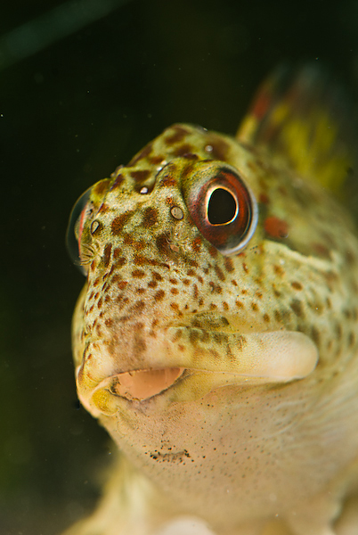 Rockpoolin___III_by_HairyToes.jpg