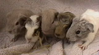 mixedlitter005.jpg