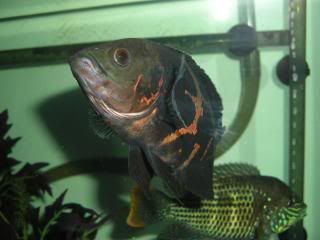 DSCN1570.jpg