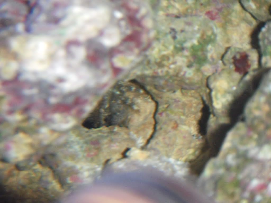 badcrab1.jpg