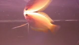 1gourami.jpg