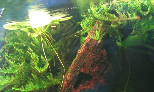 moss1-1.jpg