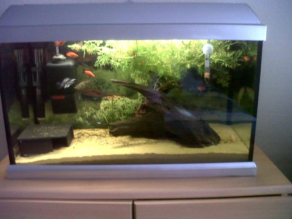 fishtankwee60l.jpg