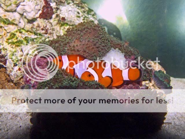 2009_0416reefnano0004a.jpg