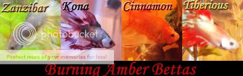 banner.jpg