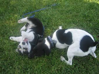 puppy1122.jpg
