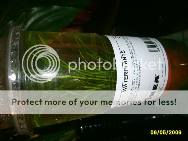 waterplants011.jpg