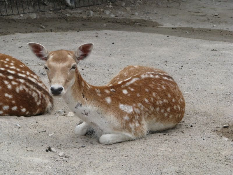 Cheetalspotteddeer.jpg