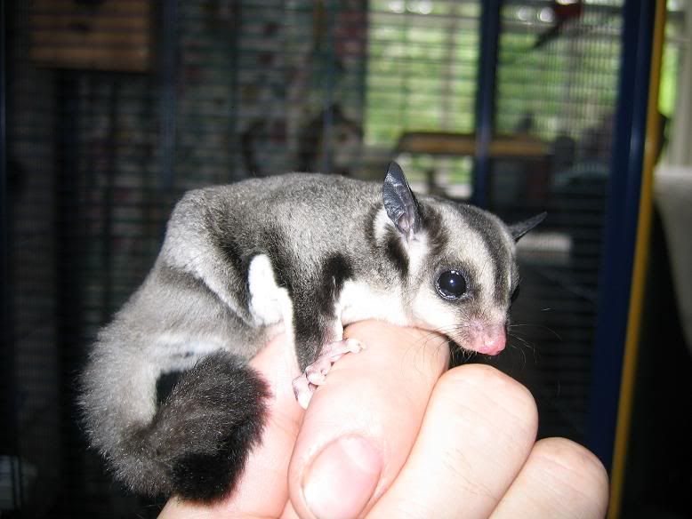 Gider6weeks001.jpg