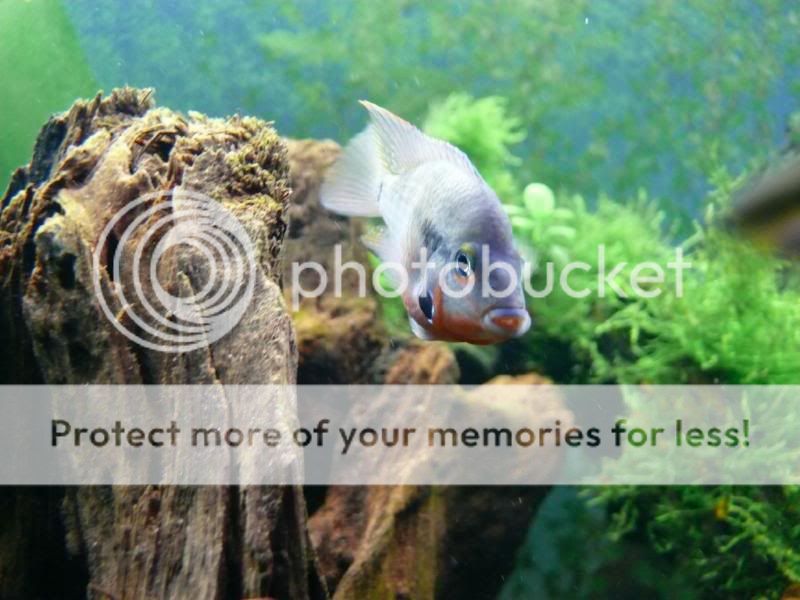 firemouth.jpg