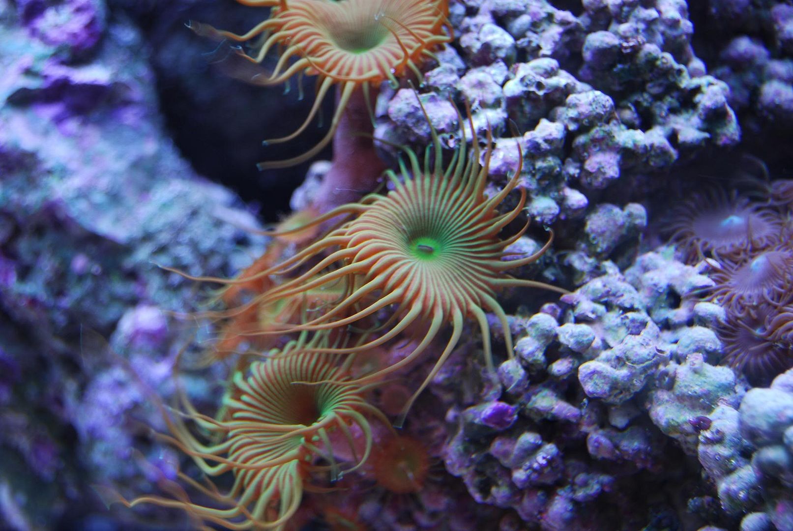 greenzoas.jpg
